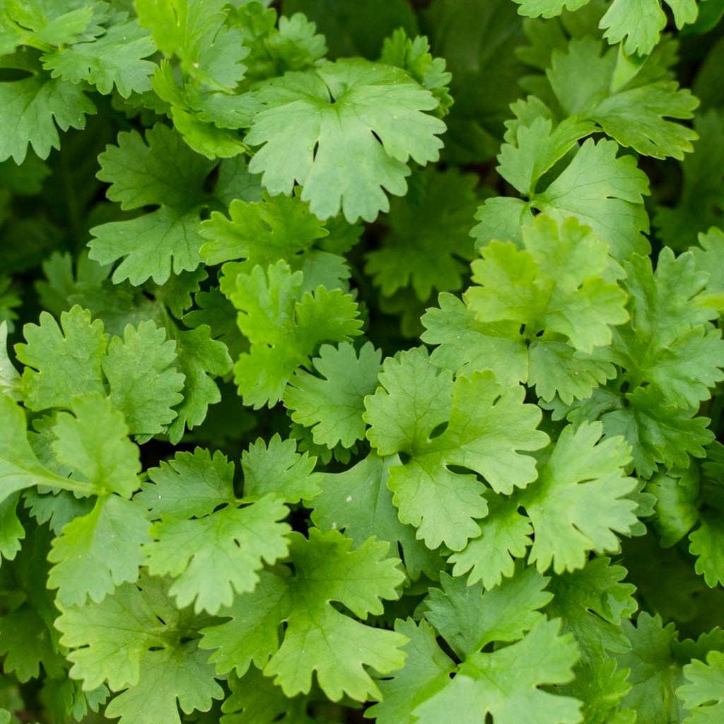 Cilantro  • كزبرة - plantnmore