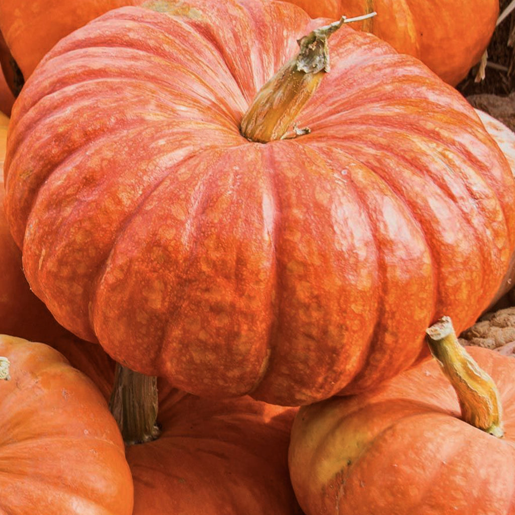 Pumpkin  Cinderella • قرع سندريلا - plantnmore