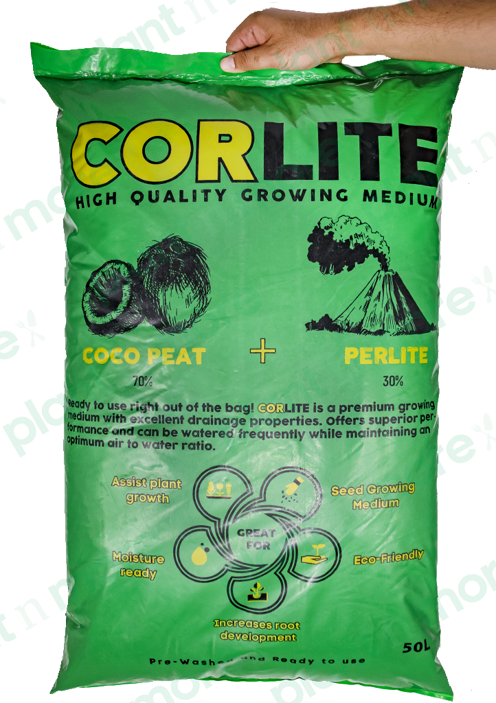 Corlite  ● كورلايت - plantnmore