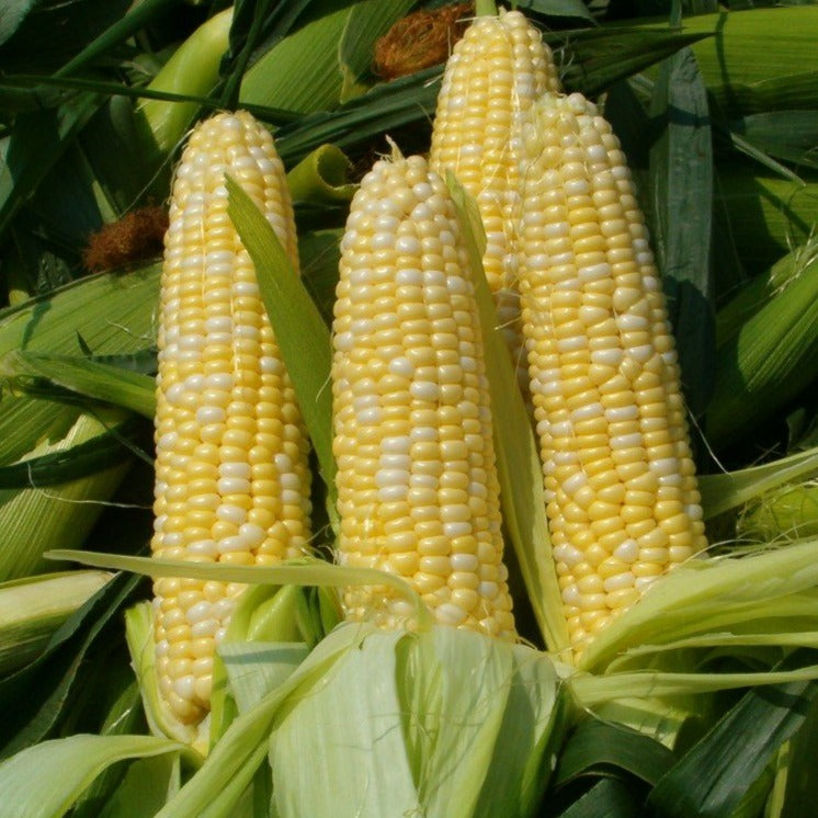 Corn Early Sunglow • ذرة حلوة سريعة النمو - plantnmore