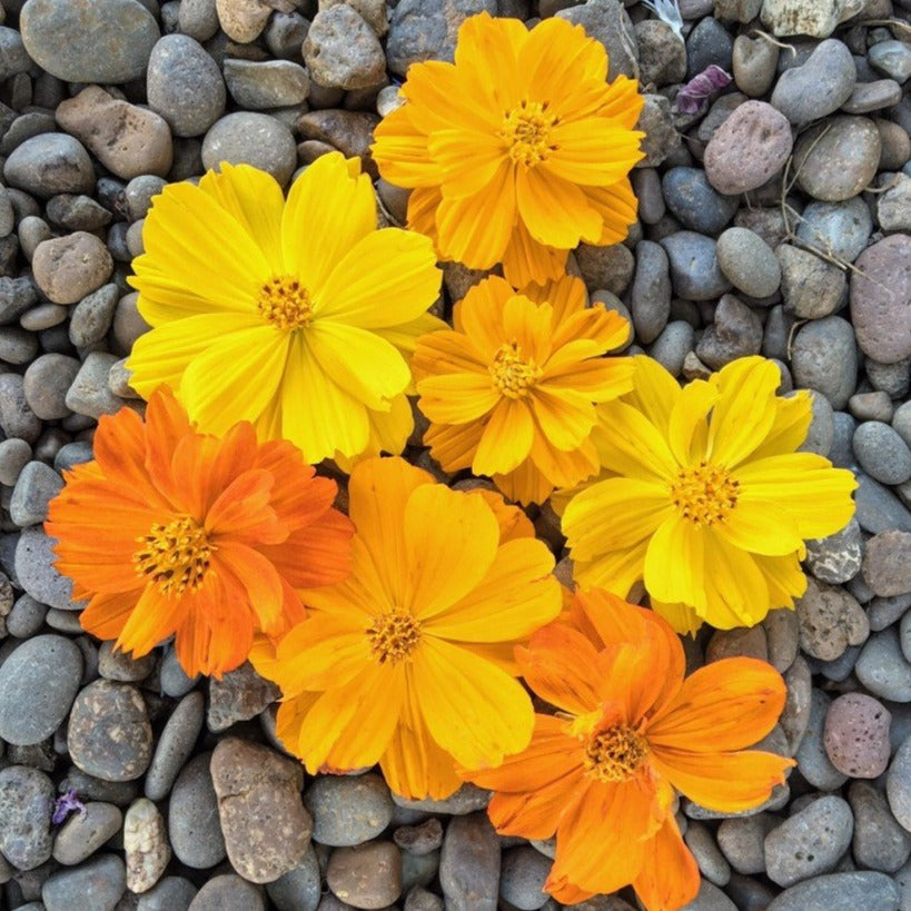 Cosmos Bright Lights • كوسموس ملون - plantnmore