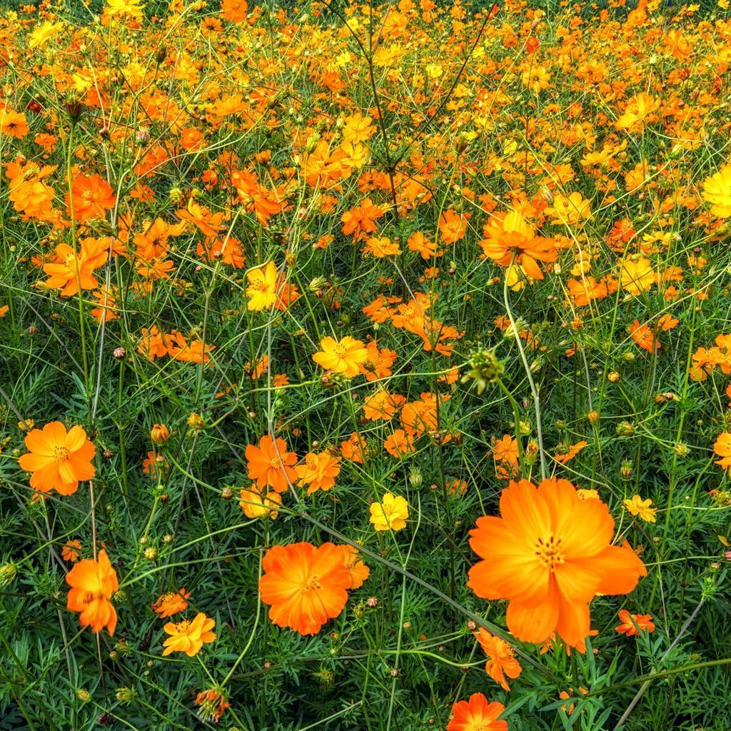 Cosmos Bright Lights • كوسموس ملون - plantnmore