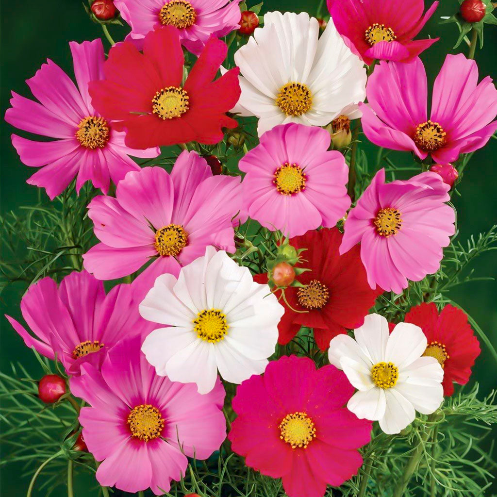 Cosmos Sensations Mix • كوزموس تشكيلة  الوان - plantnmore
