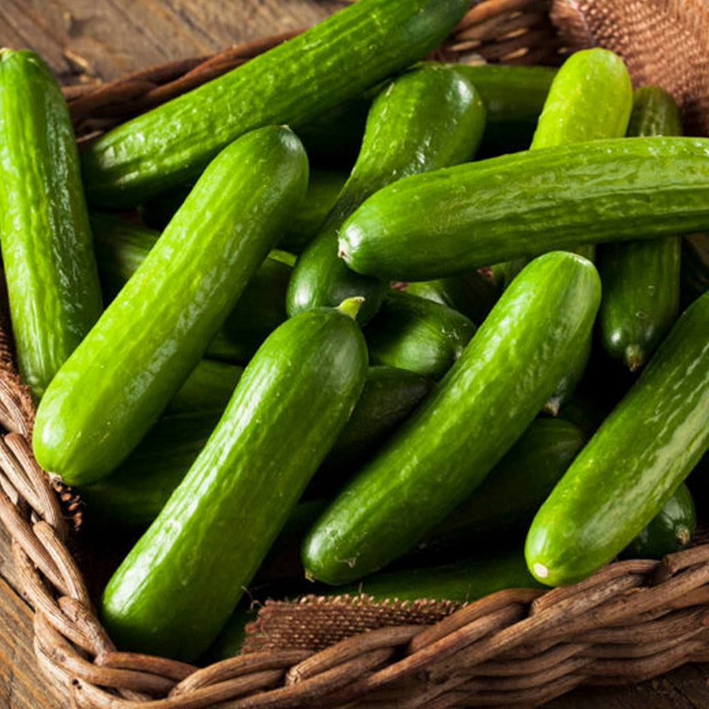 Cucumber Beit Alpha • خيار لبناني - plantnmore
