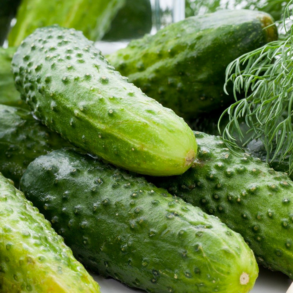 Cucumber Boston Pickling • خيار تخليل بوسطن - plantnmore