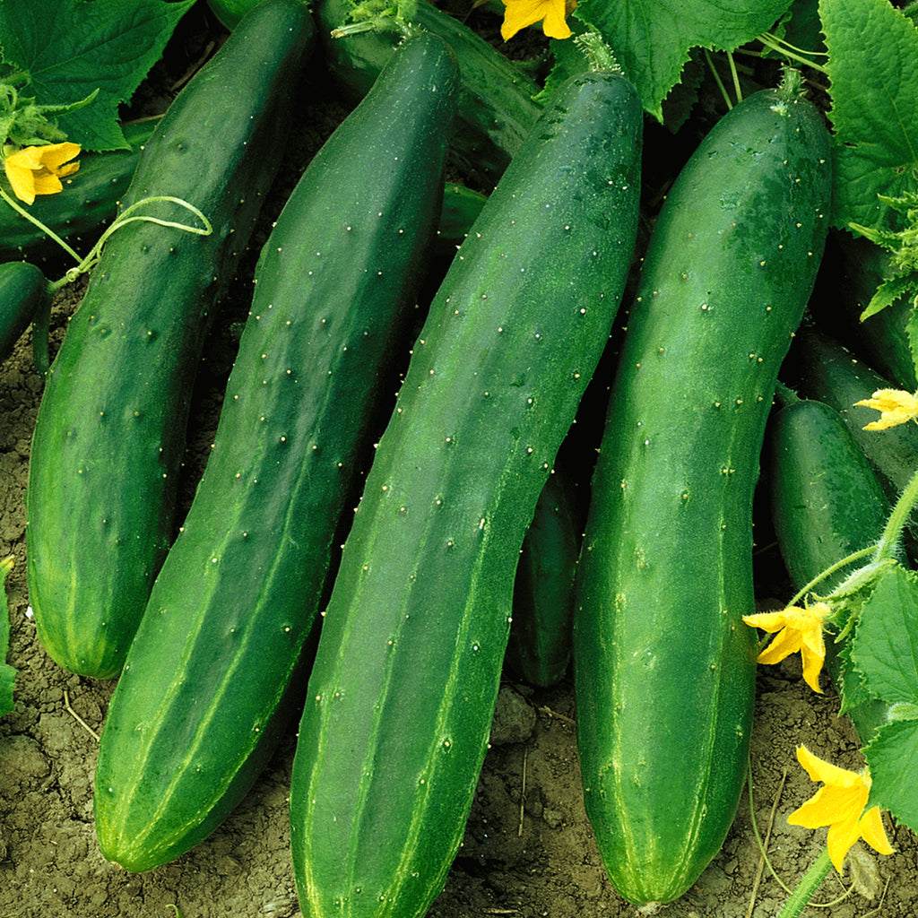 Cucumber Straight Eight •  خيار متوارث - plantnmore