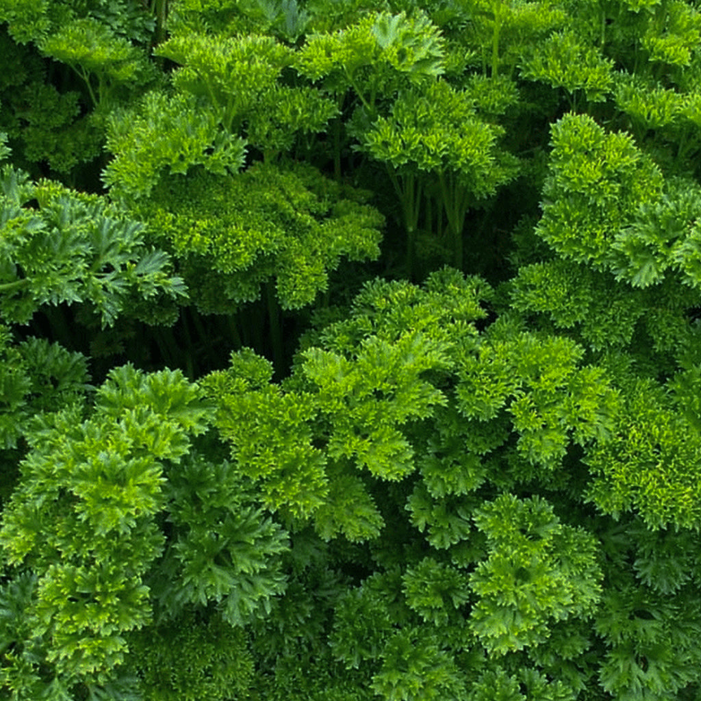 Curly Parsley • بقدونس مجعد - plantnmore