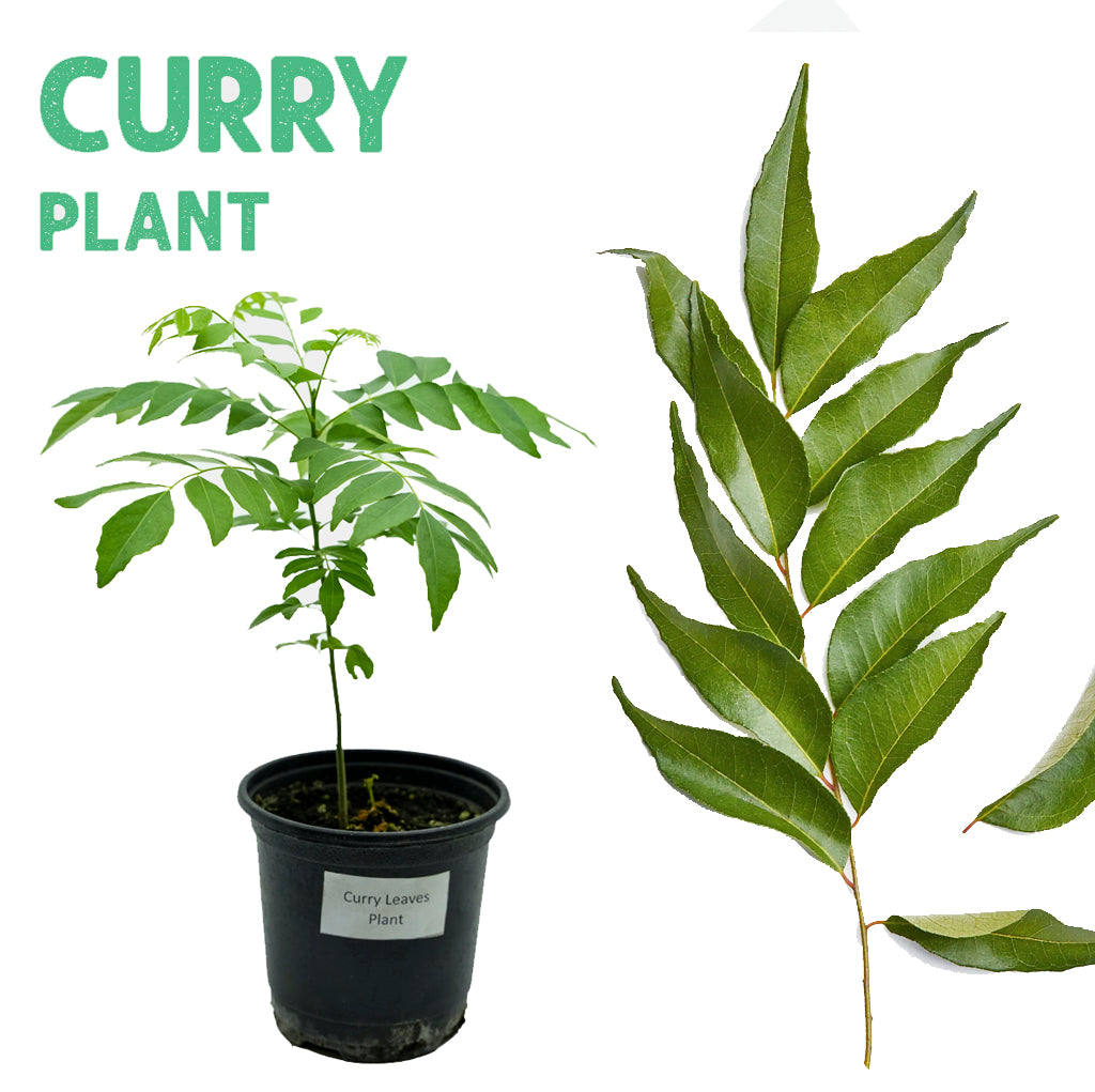 Curry Patta Plant Small