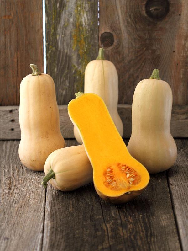 Waltham Butternut Squash • قرع والثام - plantnmore
