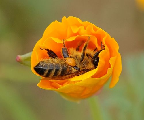 Bee Friendly Wildflower Mix • تشكيلة زهور صديقة للنحل - plantnmore