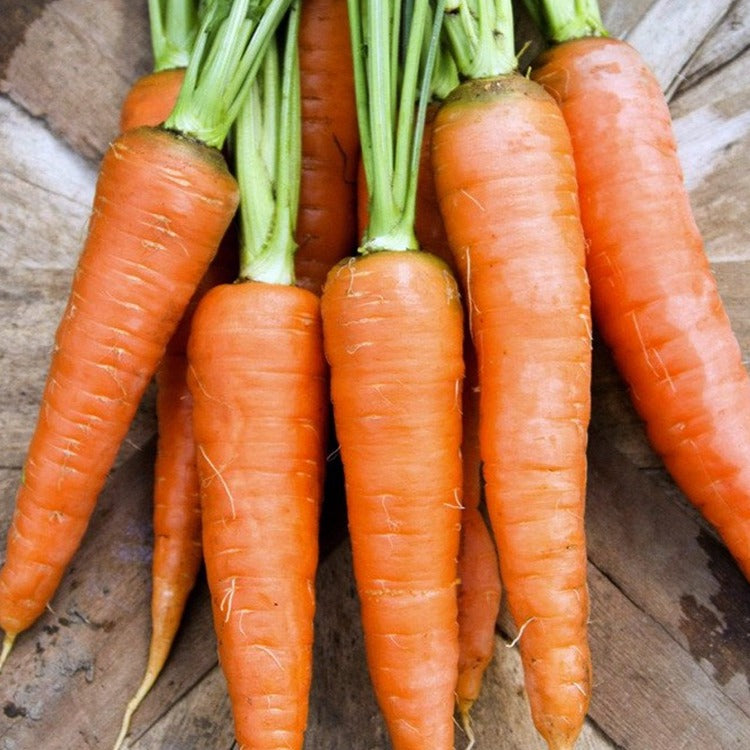 Carrot Danvers • جزر دانفرز - plantnmore