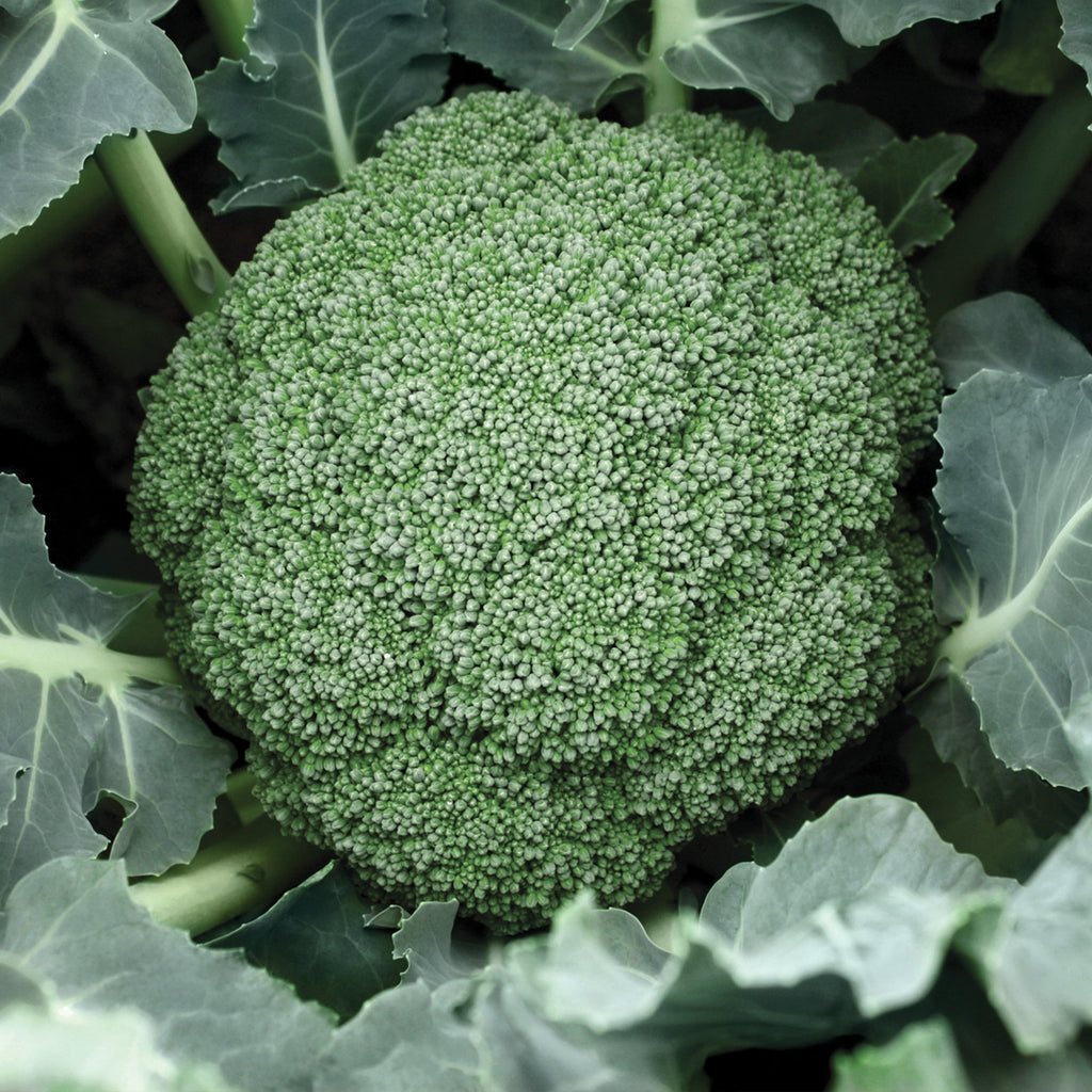 Broccoli Destiny Hybrid• بروكولي دستني - plantnmore