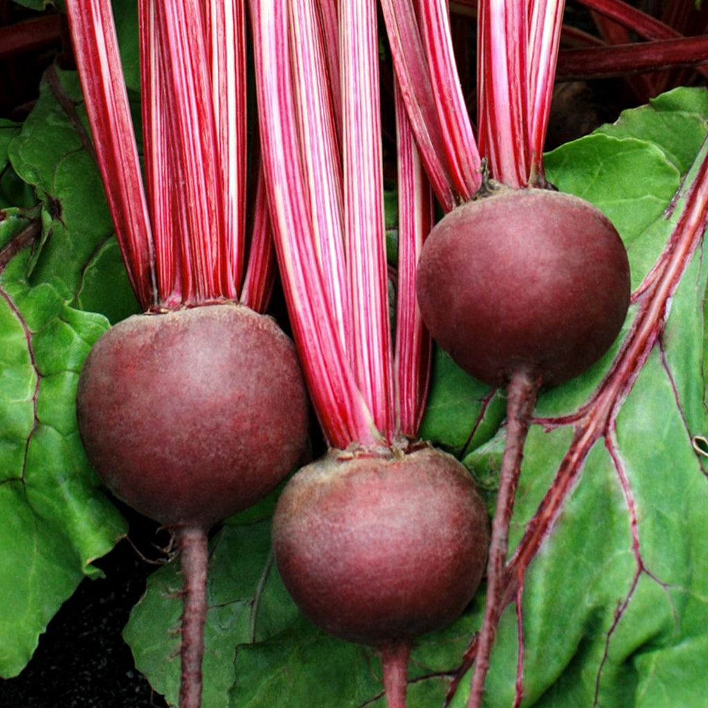 Beetroot - Detroit Dark Red • شمندر ديترويت احمر داكن - plantnmore