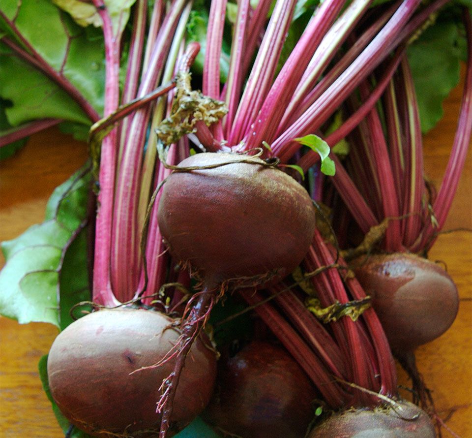 Beetroot - Detroit Dark Red • شمندر ديترويت احمر داكن - plantnmore