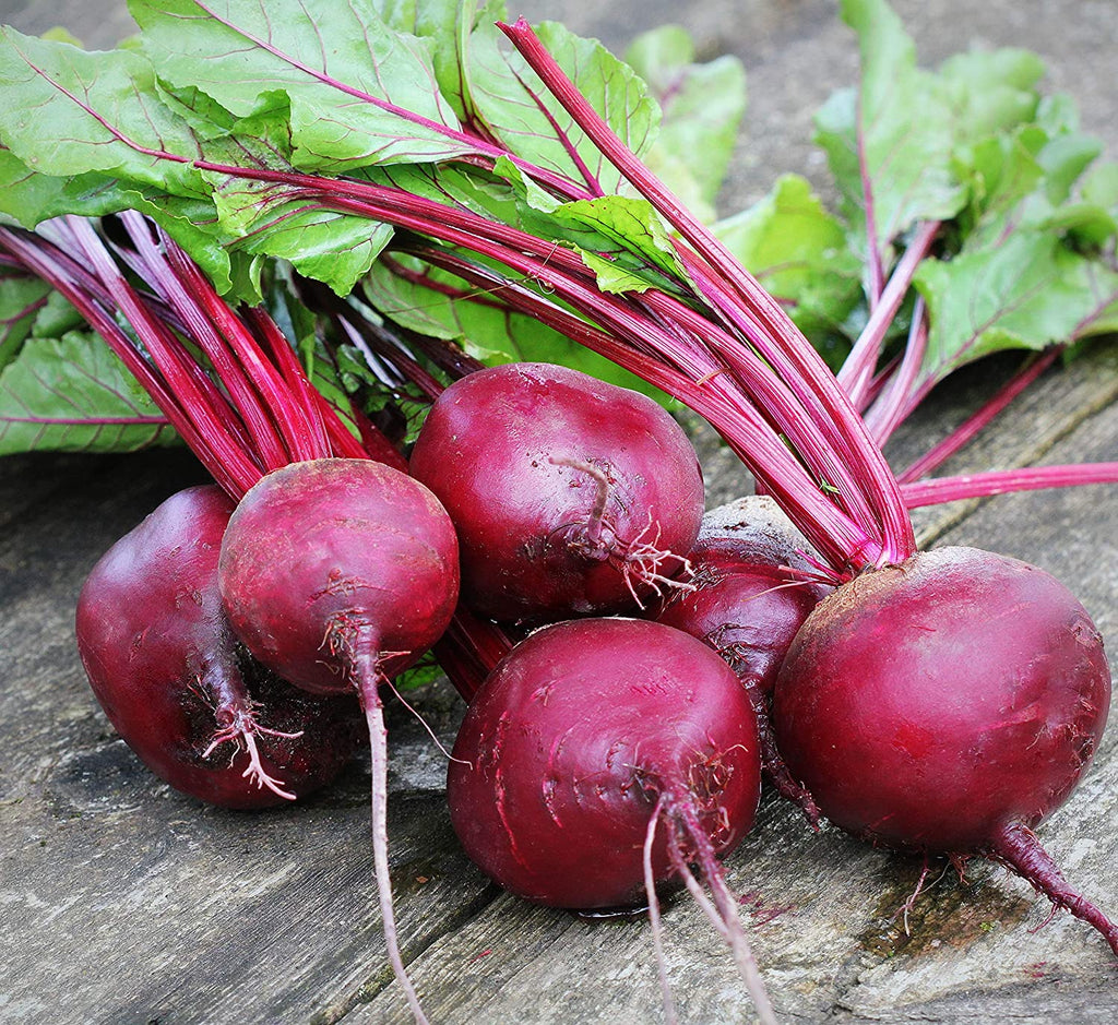 Beetroot - Detroit Dark Red • شمندر ديترويت احمر داكن - plantnmore