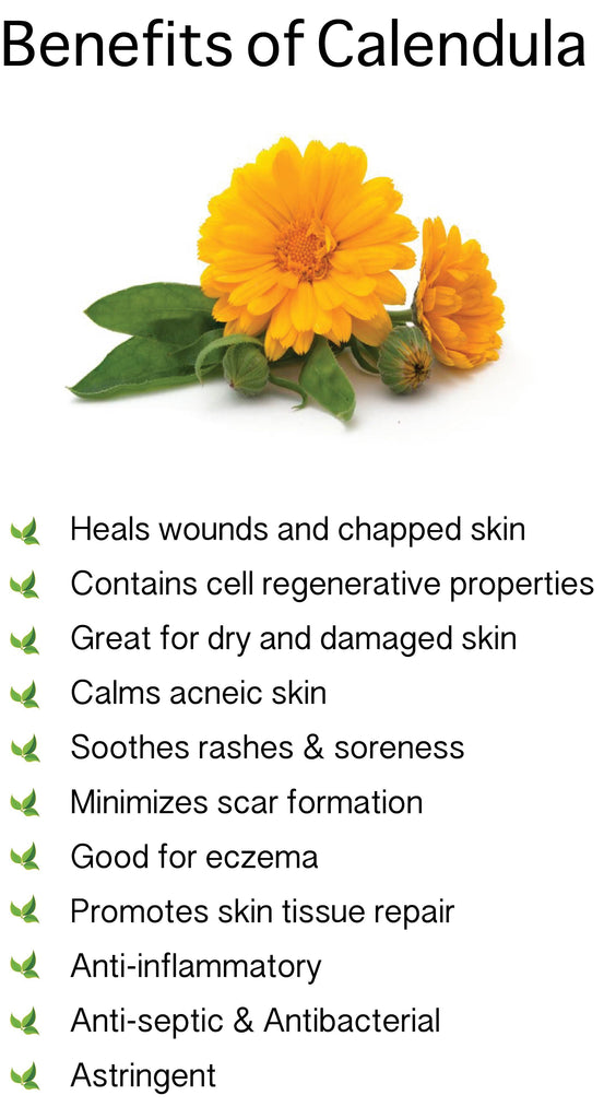 Calendula Pacific Beauty Mixture  • زهرة كالاندولا بديلة الزعفران - plantnmore