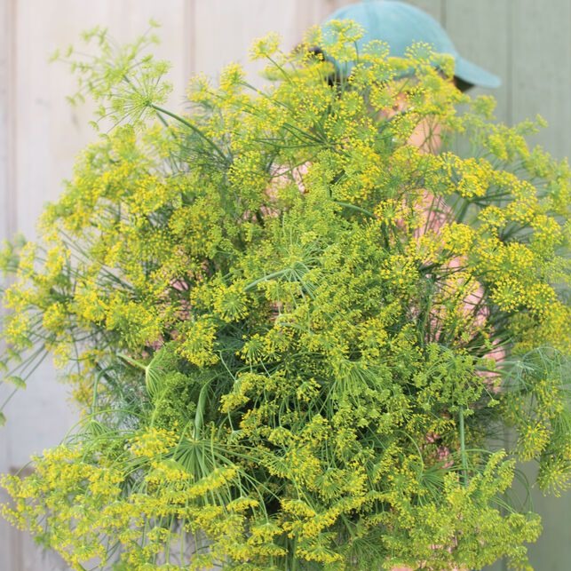 Dill Bouquet • شبنت بوكيه - plantnmore