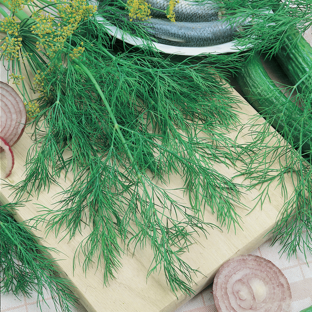 Dill Bouquet • شبنت بوكيه - plantnmore