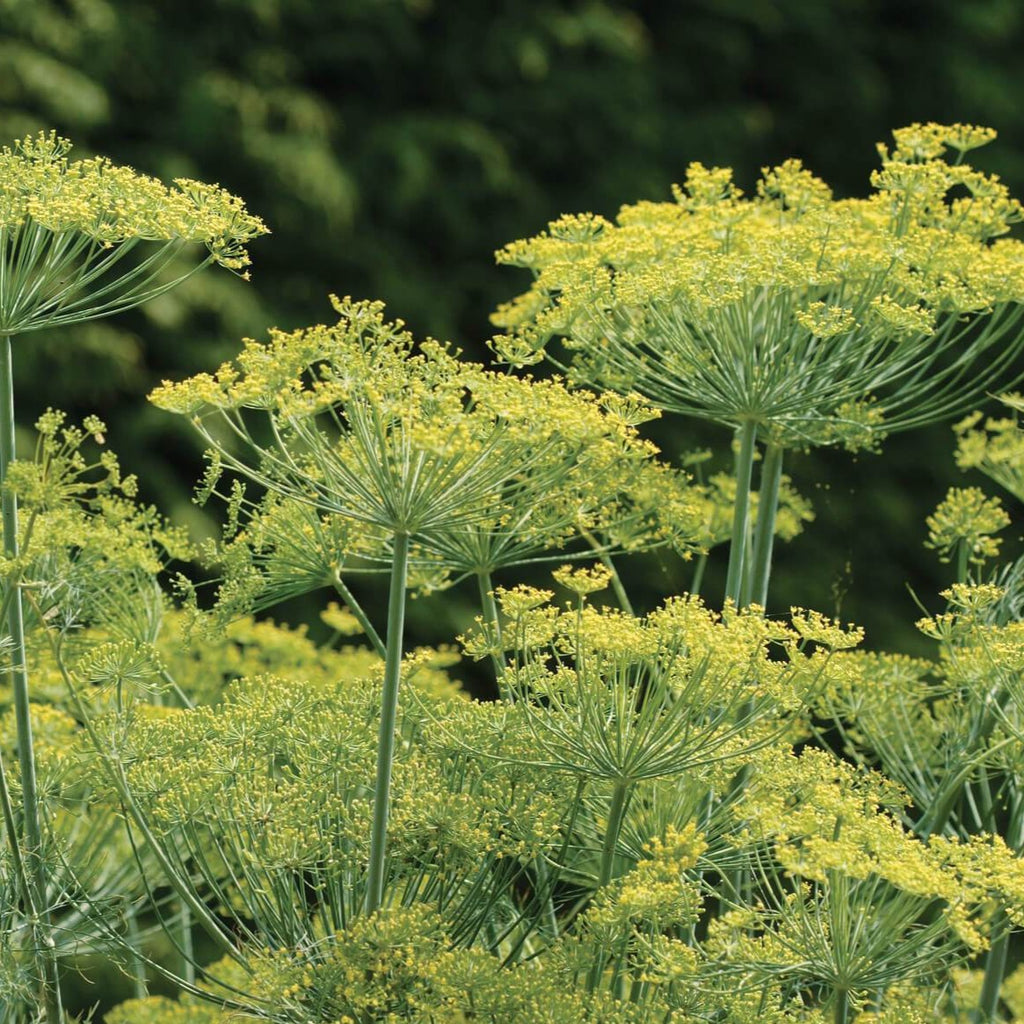Dill Bouquet • شبنت بوكيه - plantnmore