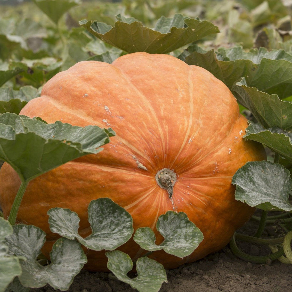 Pumpkin Giant • يقطين عملاق - plantnmore