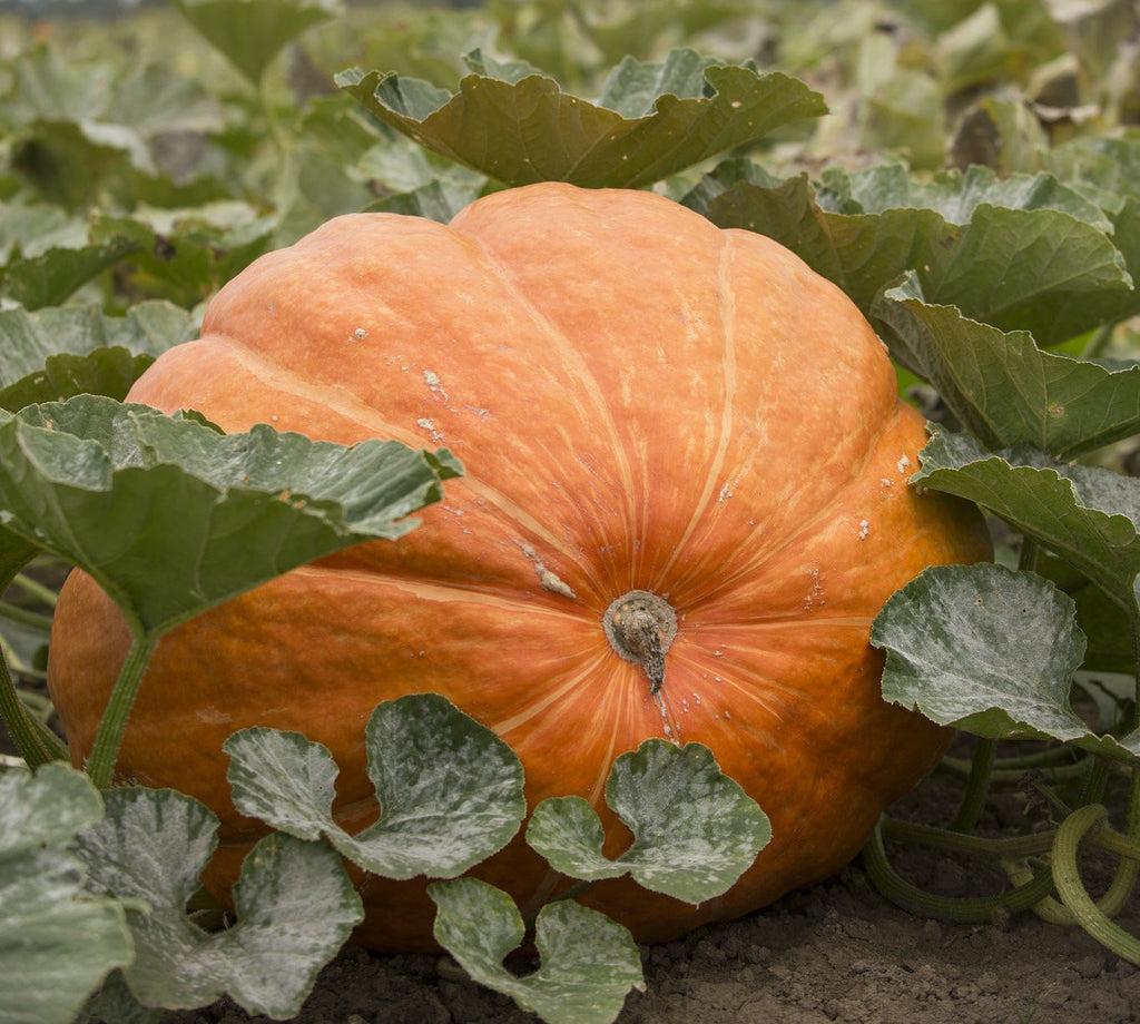 Pumpkin Giant • يقطين عملاق - plantnmore