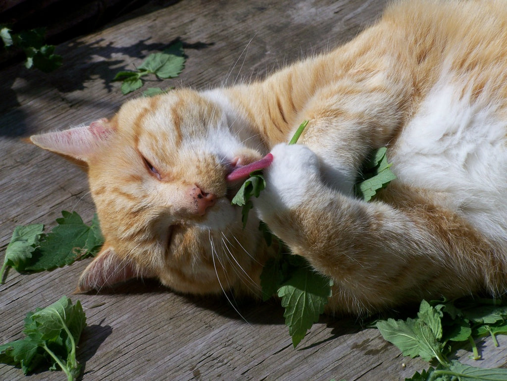 Catnip • عشبة القطط - plantnmore