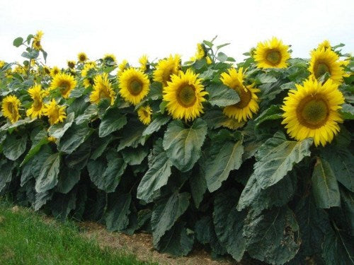 Sunflower Sunspot • دوار شمس قصير - plantnmore