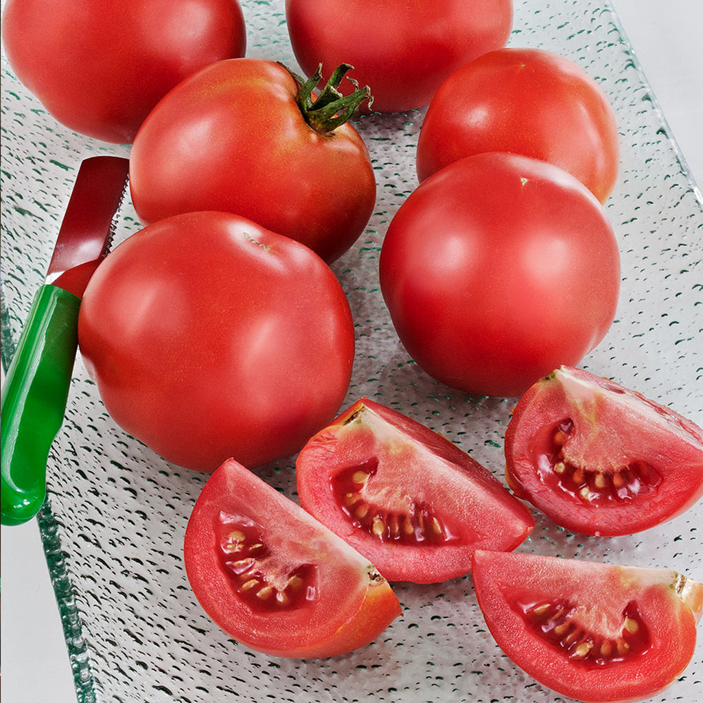 Tomato Early Girl Hybrid • طماط ينضج مبكرا - plantnmore