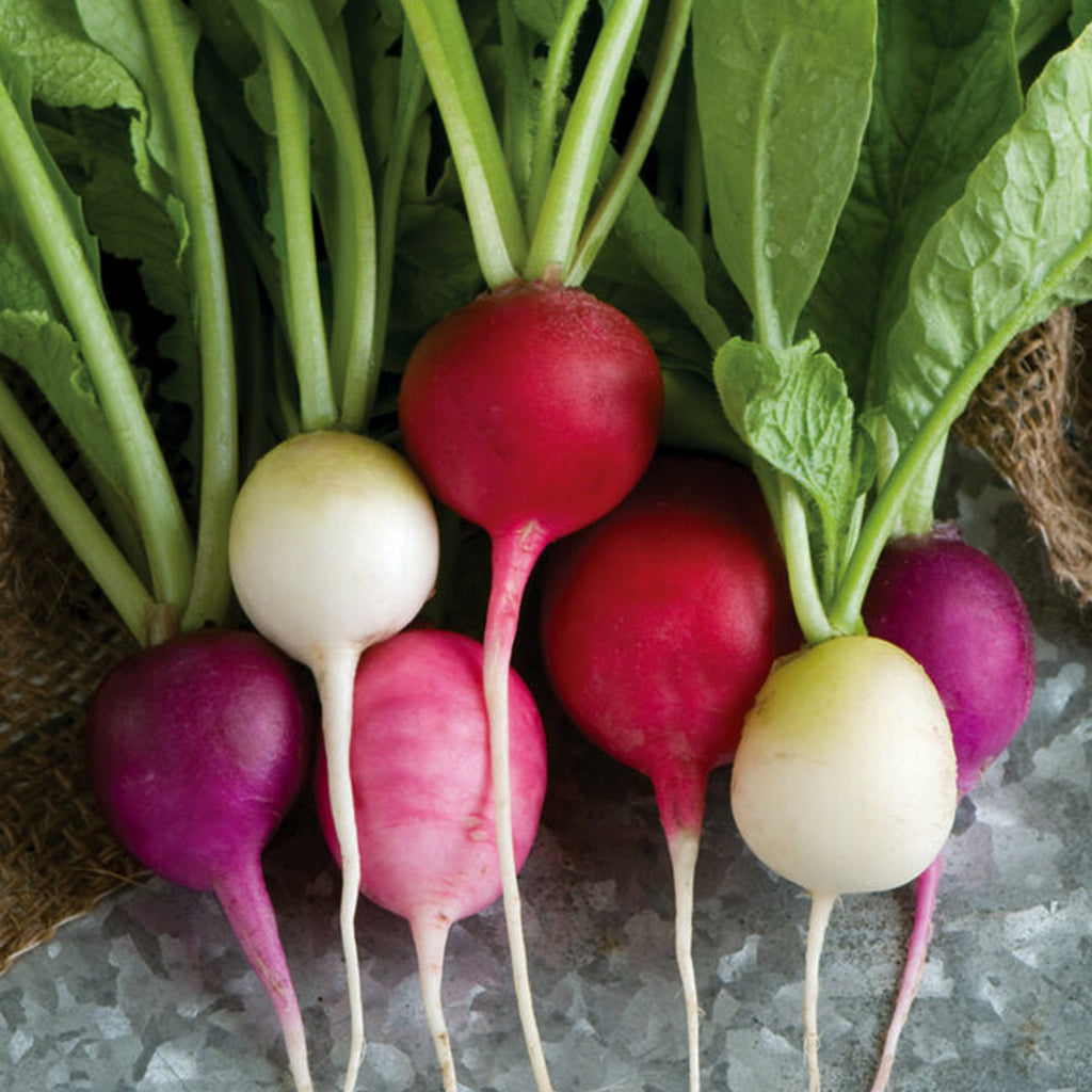 Radish Easter Egg Blend • تشكيلة فجل ملون - plantnmore