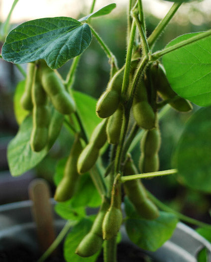 Edamame • اديمامي - plantnmore