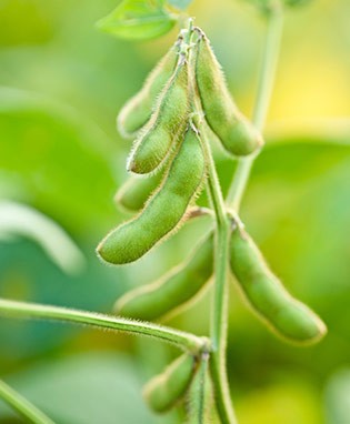 Edamame • اديمامي - plantnmore