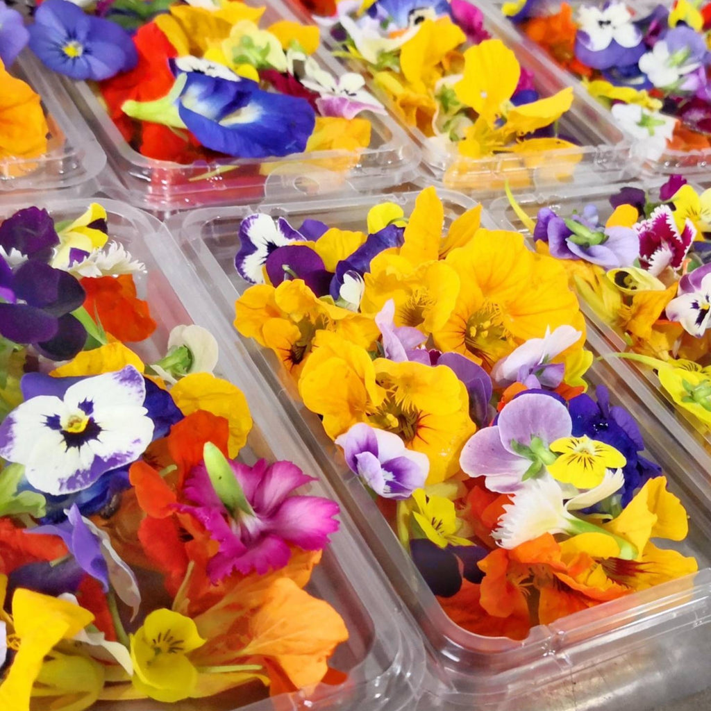 Edible Flower Mix • بذور زهور قابلة للأكل - plantnmore