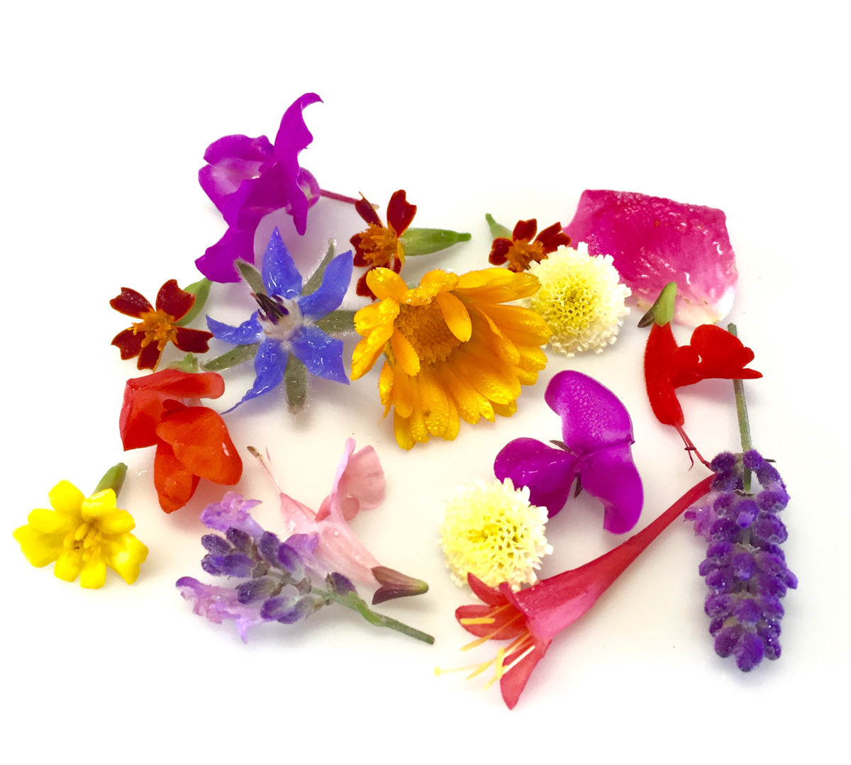 Edible Flower Mix • بذور زهور قابلة للأكل - plantnmore