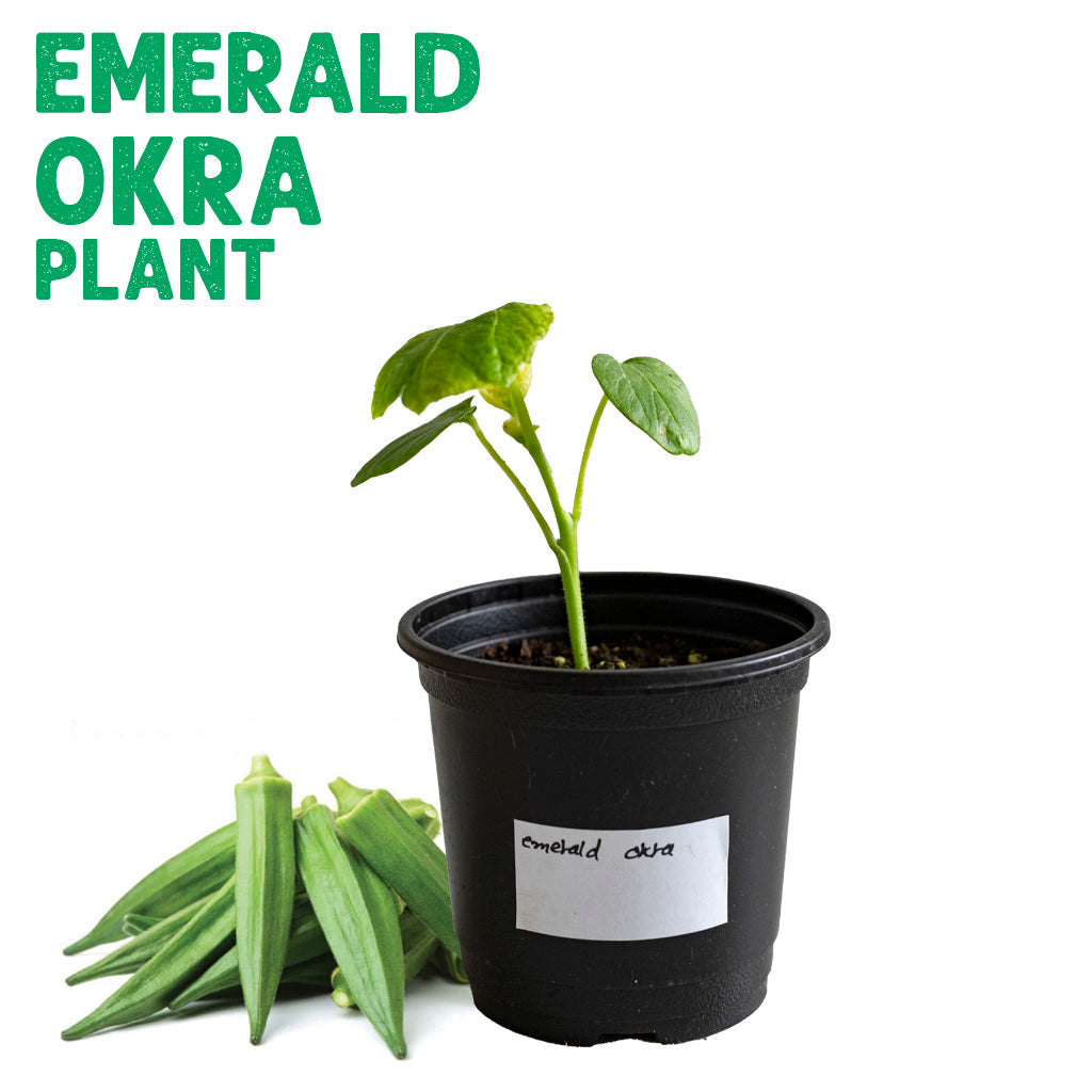 Okra Emerald Plant