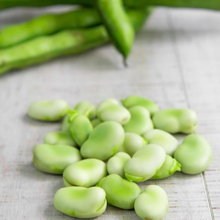 Fava Bean • فول - plantnmore