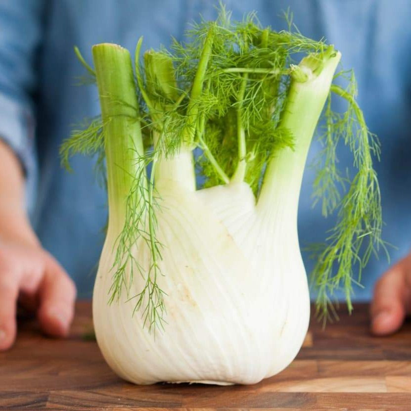 Fennel Florence • شومر فلورنس - plantnmore