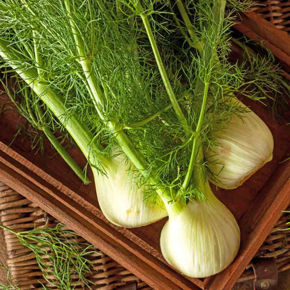 Fennel Plants 3x