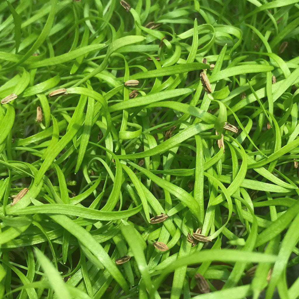 Fennel Microgreen • شومر ميكروجرين - plantnmore