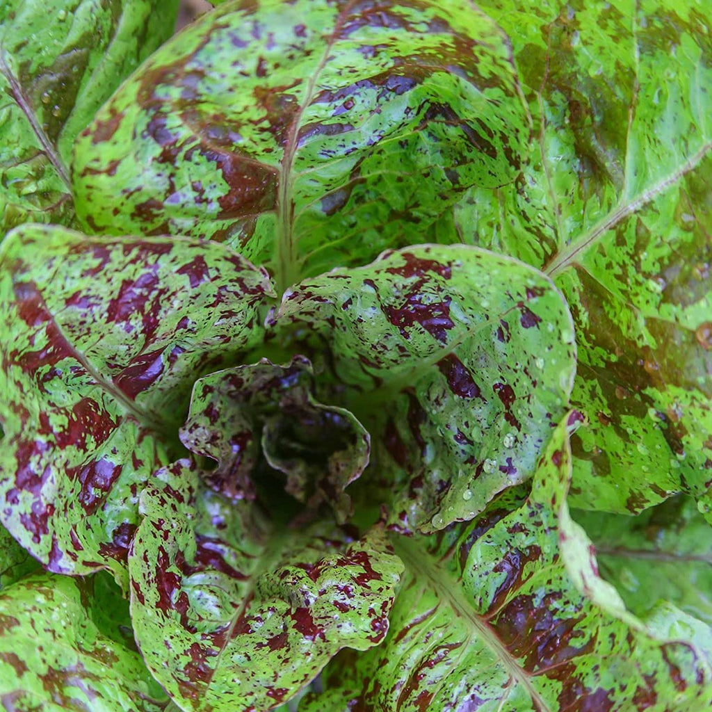 Lettuce Romaine Freckles  O • خس مزركش - plantnmore