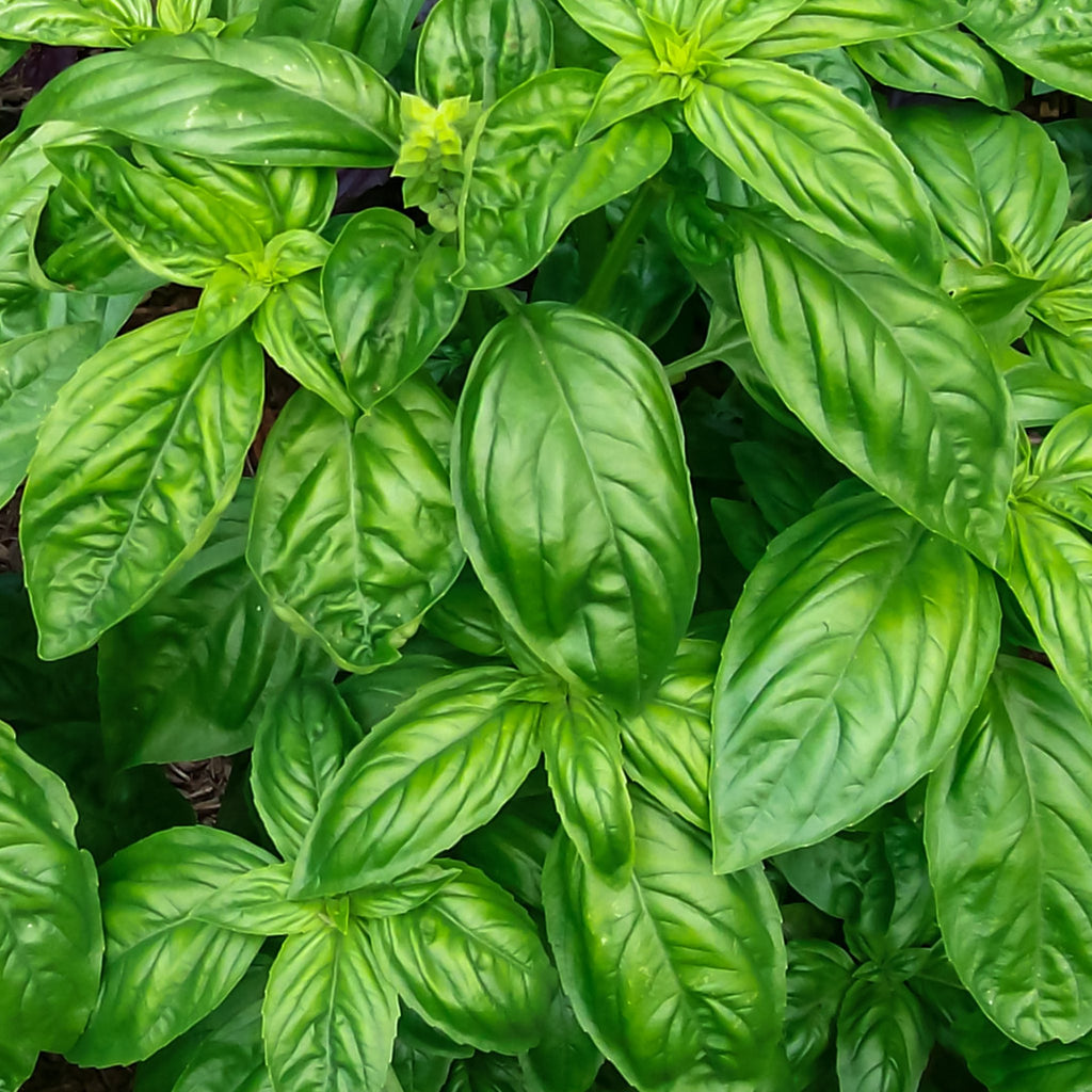 Genovese Basil • ريحان جينوفيز - plantnmore