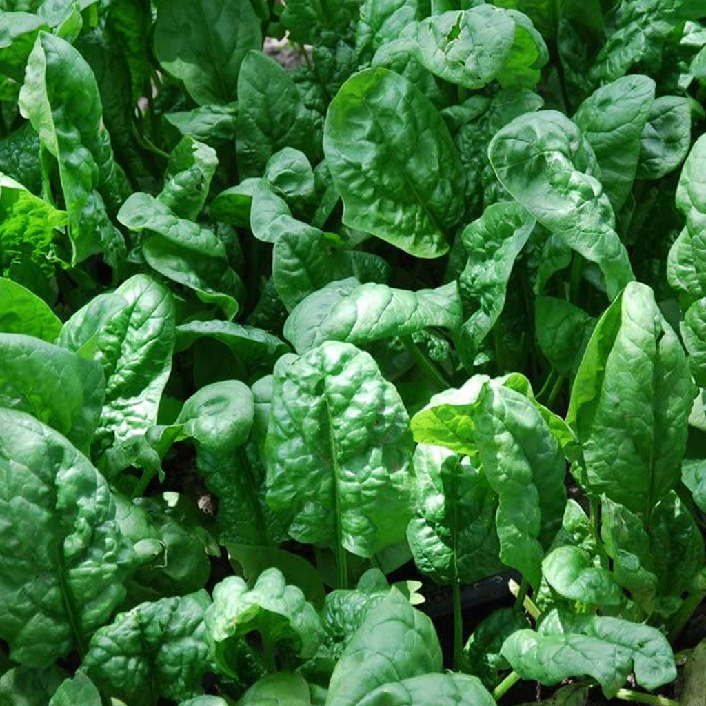 Spinach Giant Nobel • سبانخ عملاق - plantnmore