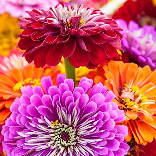 Zinnia Giant • زينيا عملاقة - plantnmore