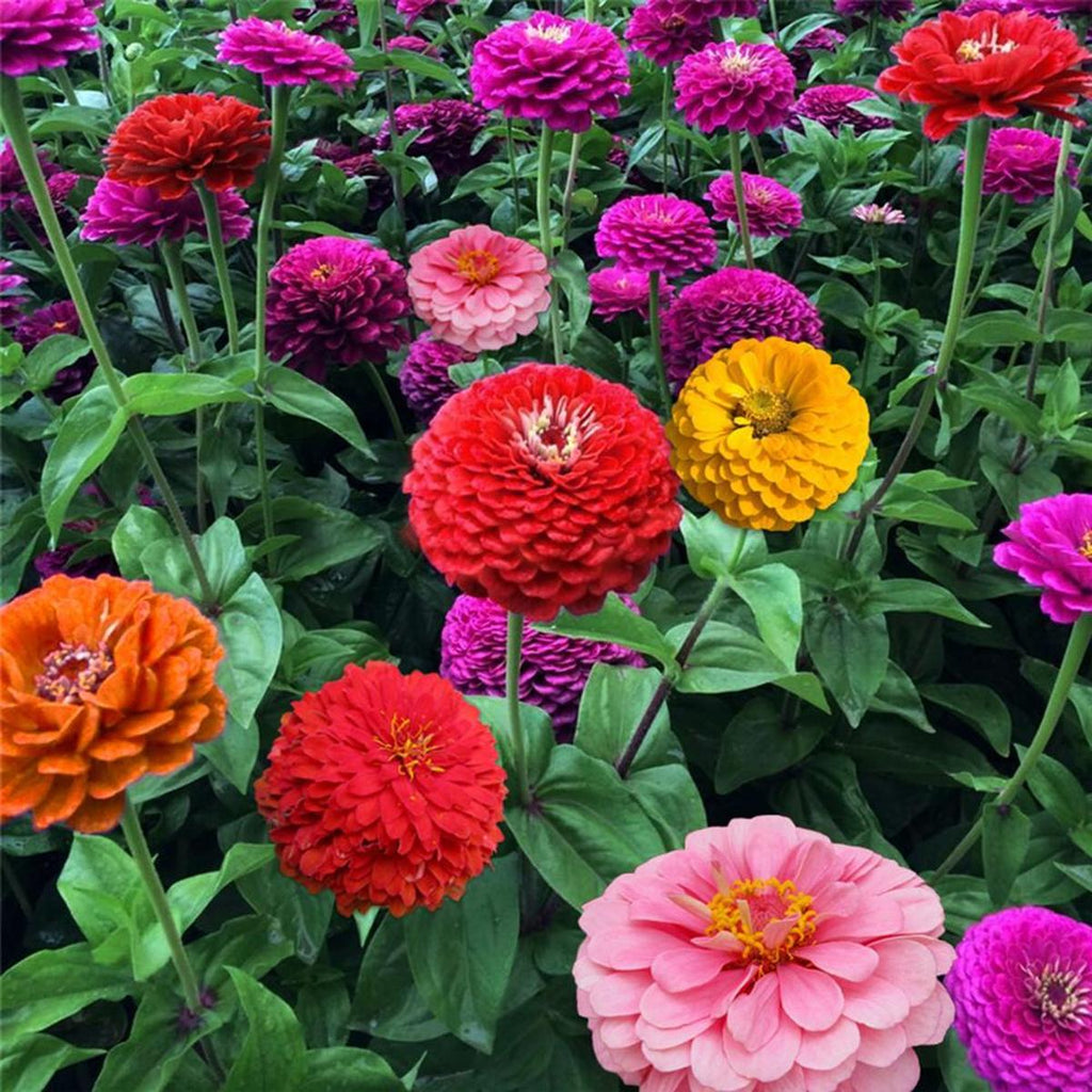 Zinnia Giant • زينيا عملاقة - plantnmore
