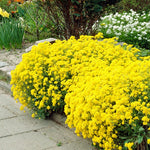Alyssum Basket Of Gold • أليسيوم سلة الذهب - plantnmore