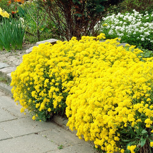 Alyssum Basket Of Gold • أليسيوم سلة الذهب - plantnmore