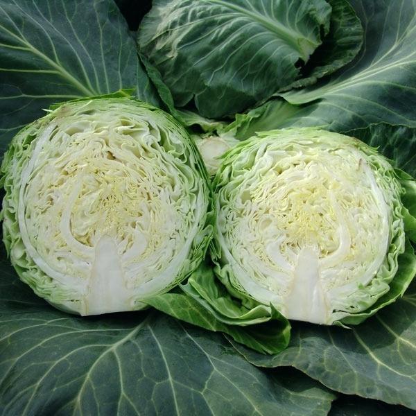 Cabbage Golden Acre • ملفوف ابيض - plantnmore