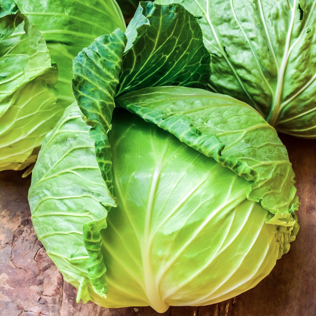 Cabbage Golden Acre • ملفوف ابيض - plantnmore