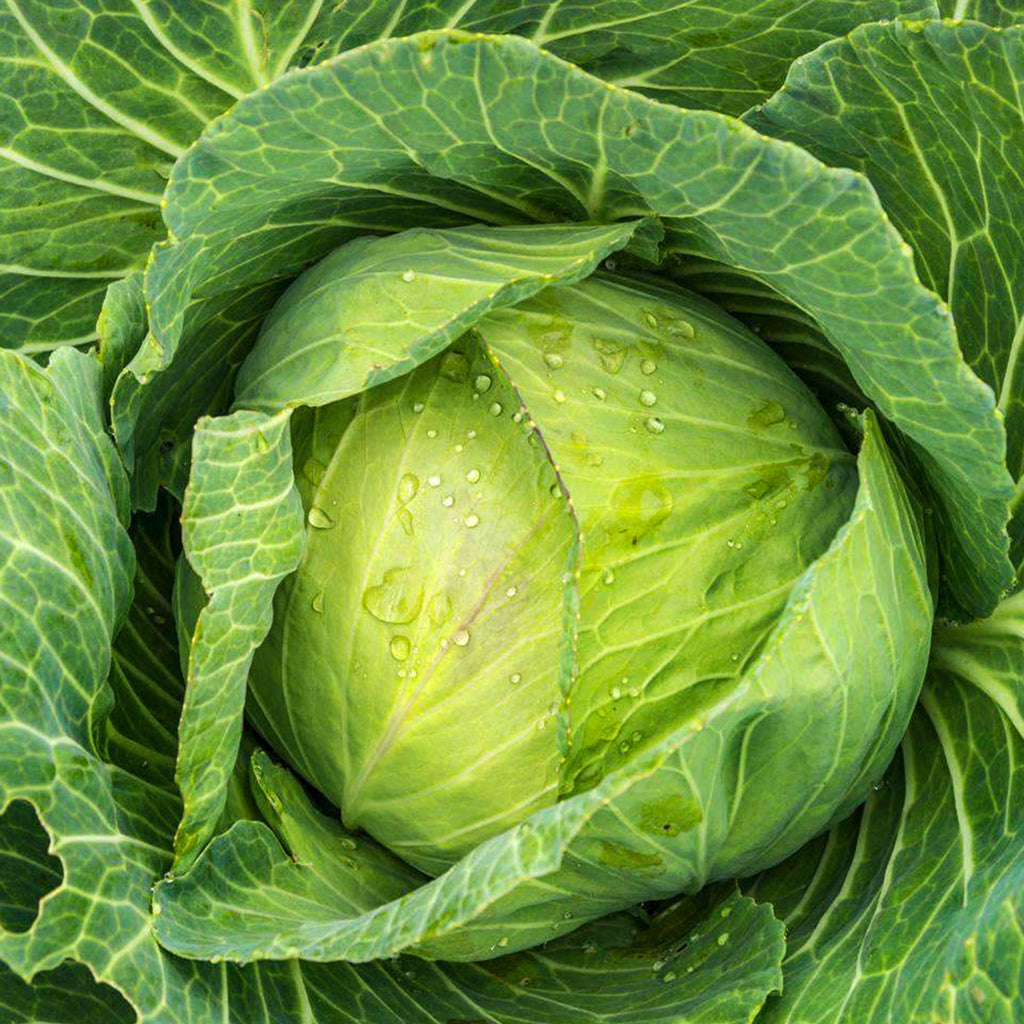 Cabbage Golden Acre • ملفوف ابيض - plantnmore