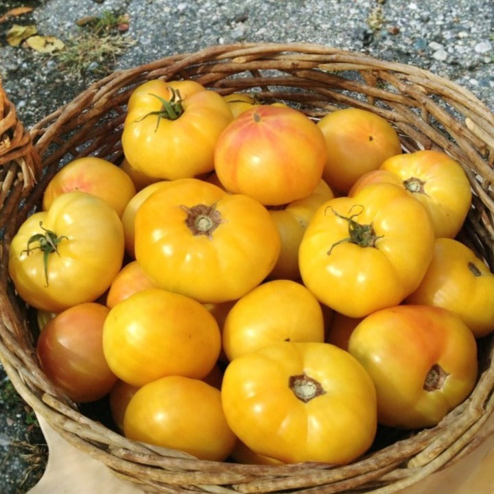 Tomato Golden Queen • طماطم ذهبي - plantnmore