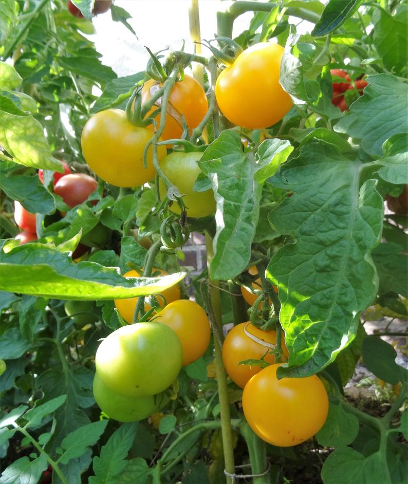 Tomato Golden Queen • طماطم ذهبي - plantnmore